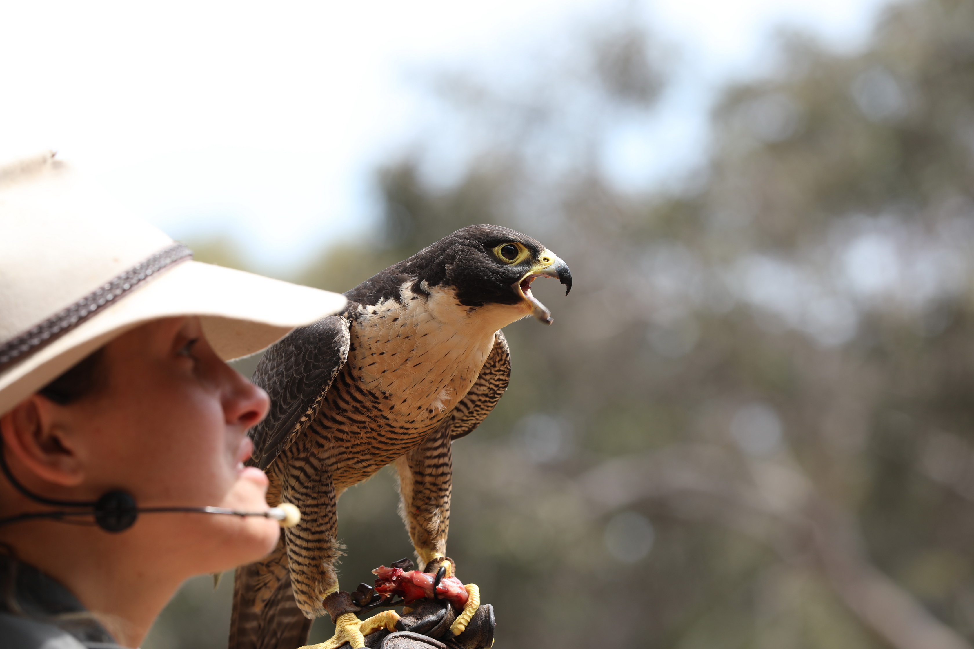 Peregrine Falcon